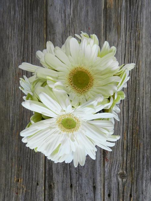  WHITE GERBERAS
